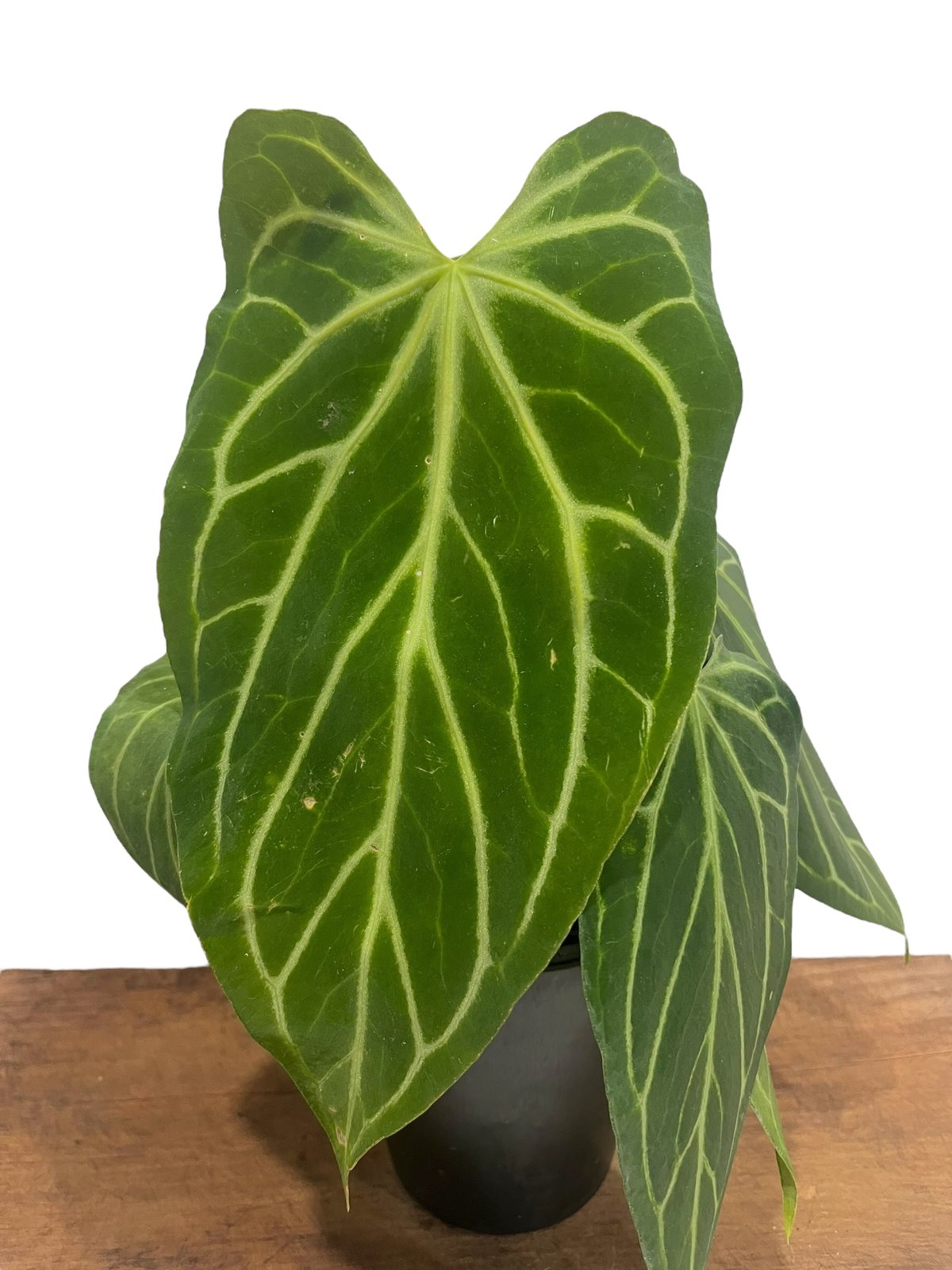 アンスリウム クリスタリナム x シルバー ホープ 「Anthurium