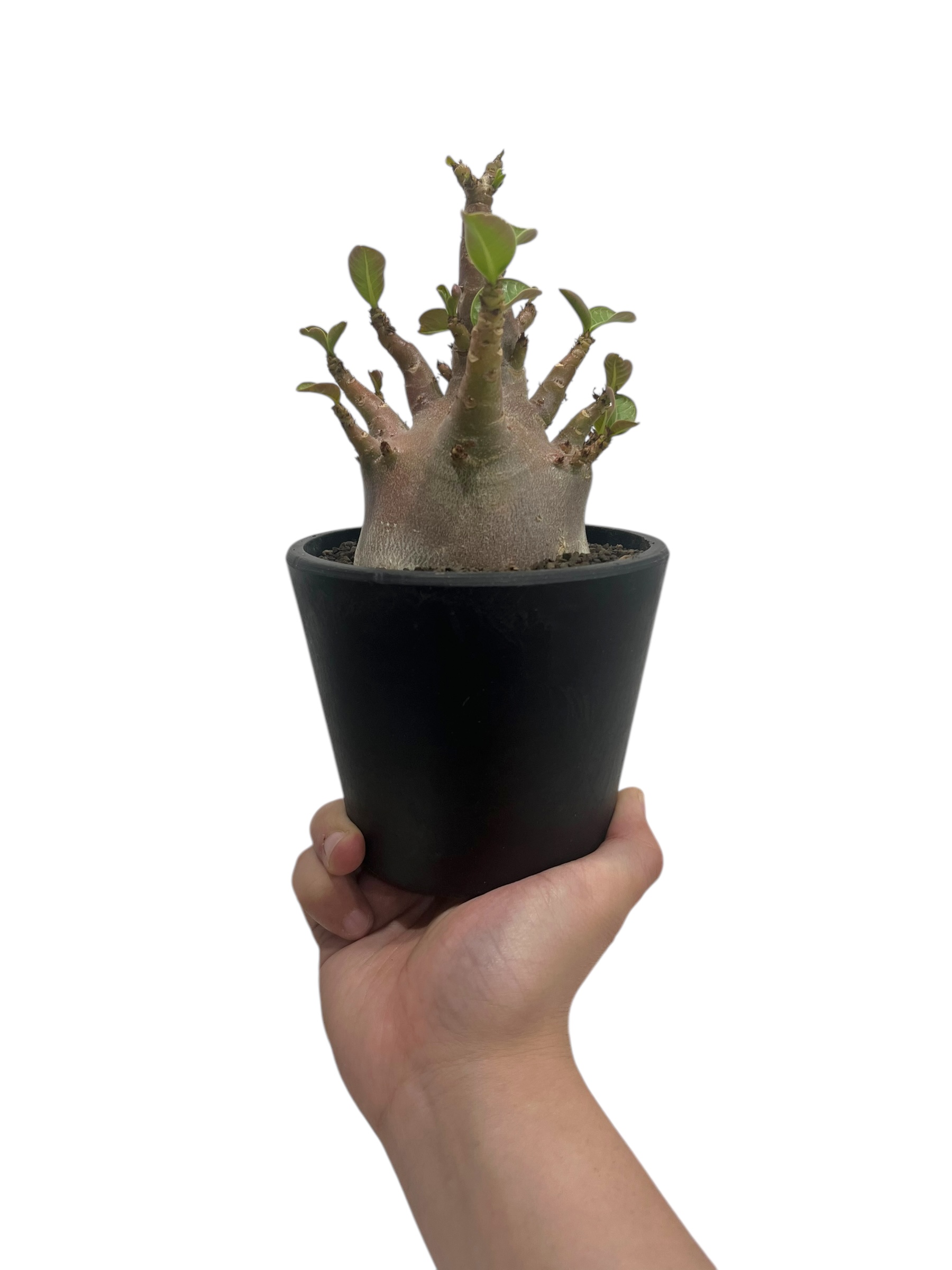 アデニウム アラビカム ドワーフ “ブラック” 「Adenium arabicum Dwarf