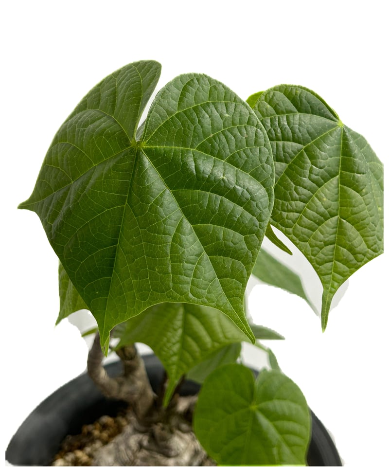 フィルミアナ コロラータ「 Firmiana colorata」5/29-646 | SHOU