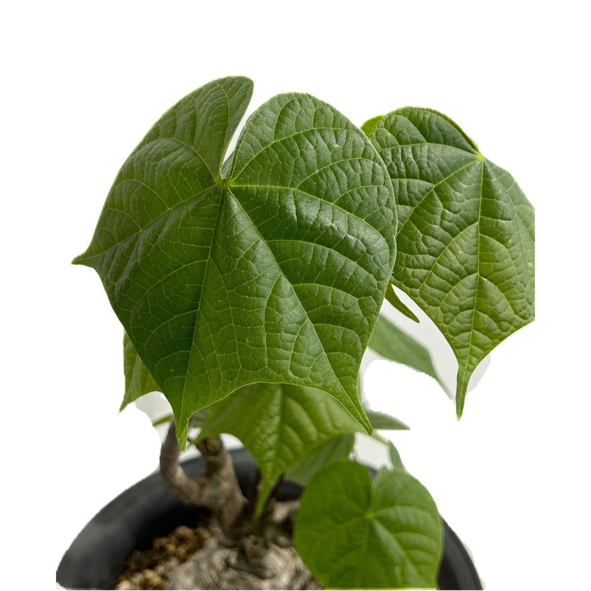 フィルミアナ コロラータ「 Firmiana colorata」5/29-646 | SHOU