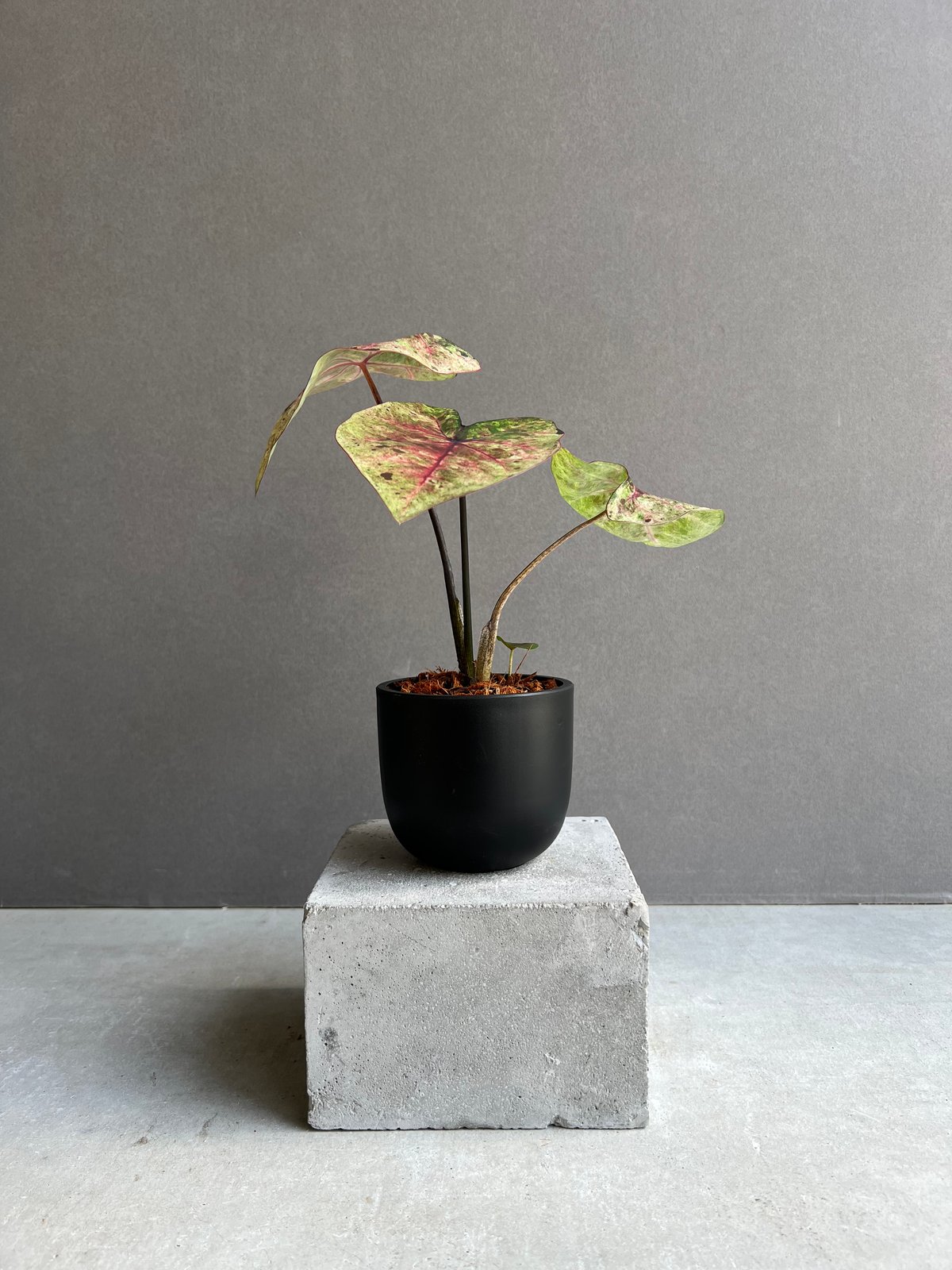 カラジューム ハイブリッド “ダルマ” 「Caladium Hybrid “Daruma”」5