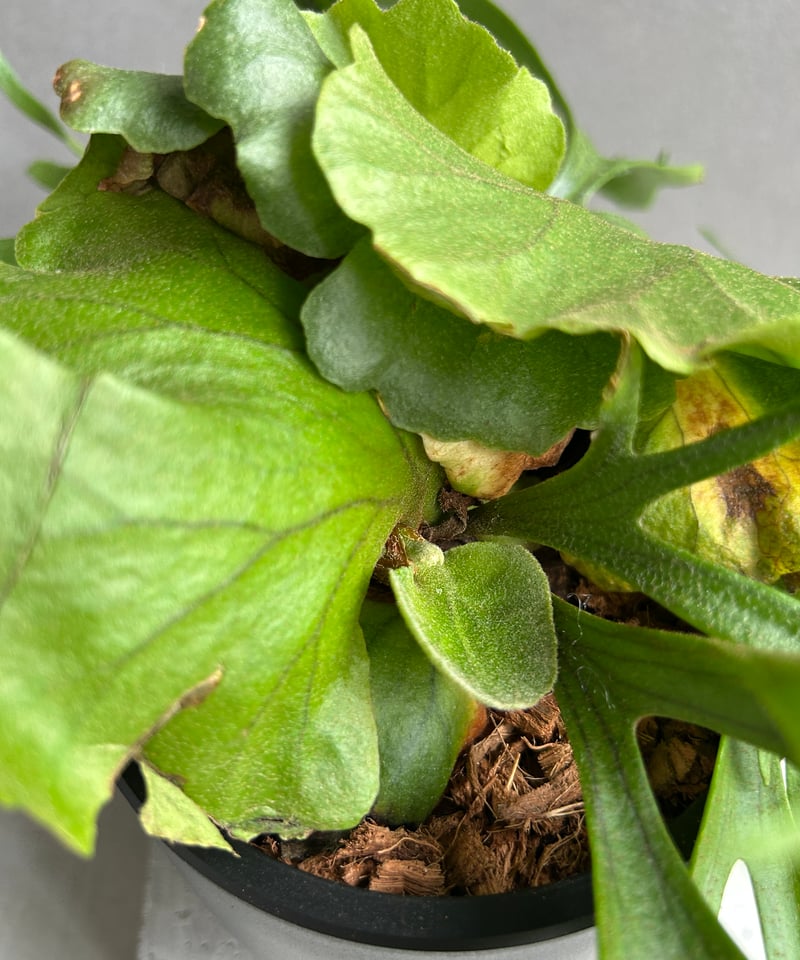 ビカクシダ　キッチャクード　ティン Amazon.co.jp: ビカクシダMt. Kitshakood Thin & Dwarf spore