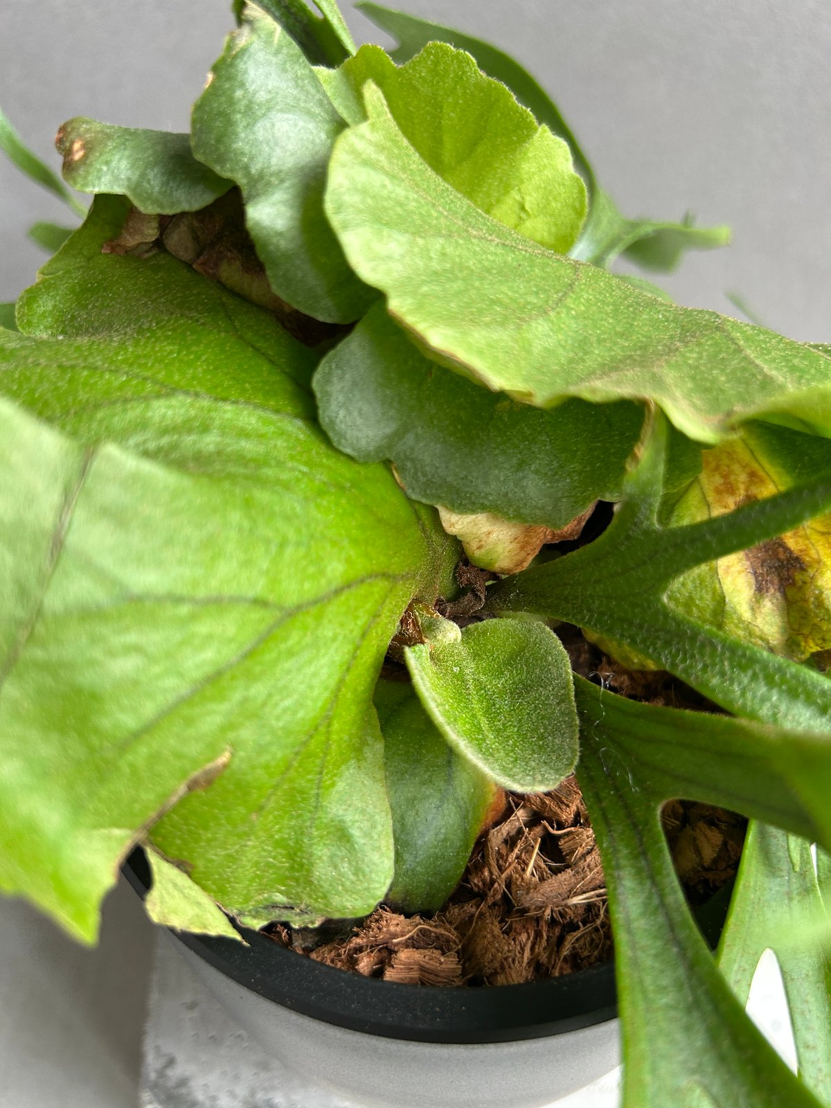 写真追加　キッチャクードthin ビカクシダ ビカクシダ キッチャクード細葉 「Platycerium kitshakood thin l