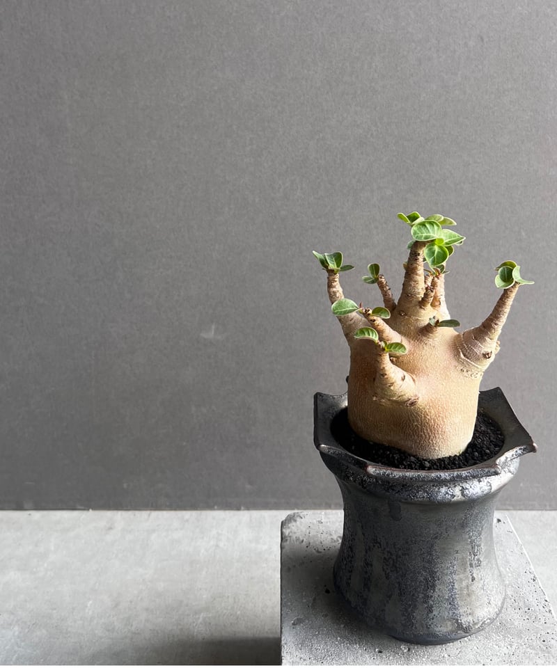 じぇむ アデニウム アラビカム スーパーレッド A-2 鉢植え アデニウム アラビカム スーパー ドワーフ “レッド” + object by