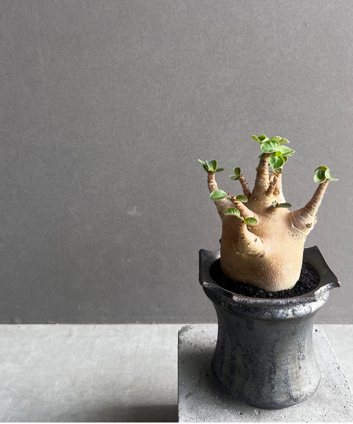 アデニウム アラビカム スーパー ドワーフ “レッド” + object by