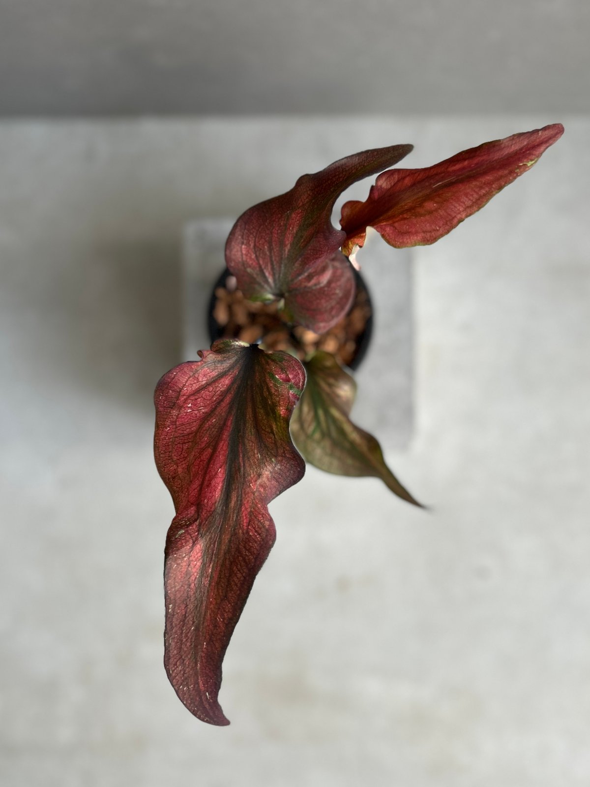 バカラ　LOVING DOVES ハトツガイ　ワインレッド 楽天市場】バカラ クリスタル ハト 鳩 鳥 ルビー 2102796