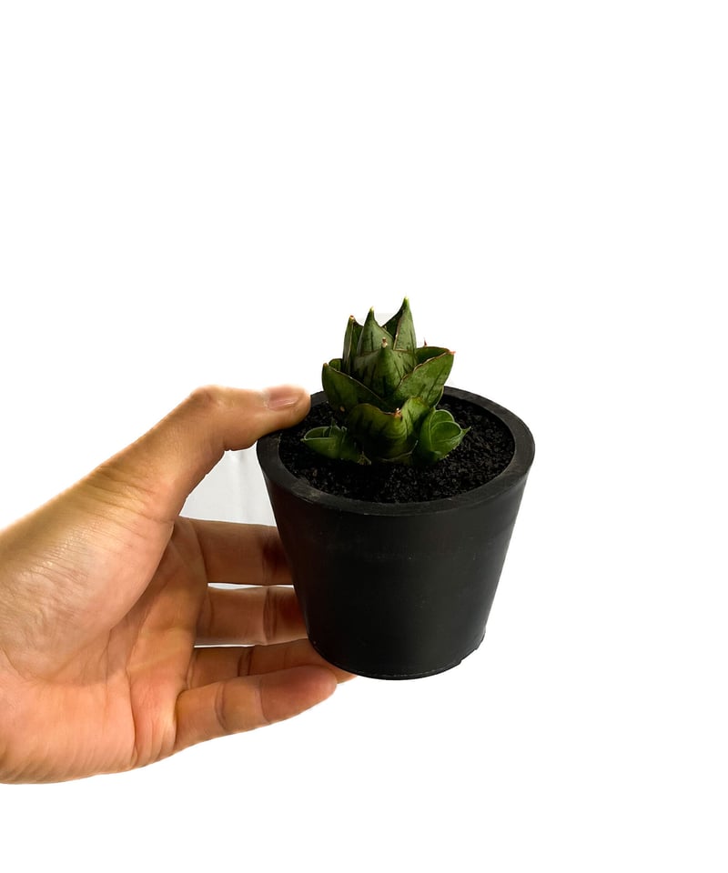 サンセベリア ミニ ローズ「Sansevieria Mini Rose (by Unyaman