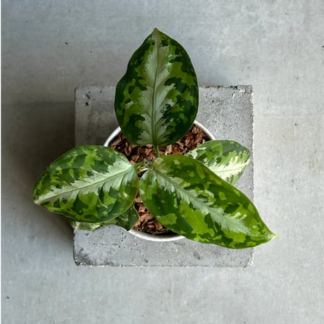 アグラオネマ | STORES