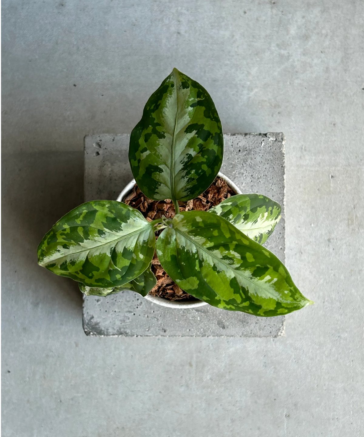 アグラオネマ ピクタム トリカラー + ground「Aglaonema pictum tri