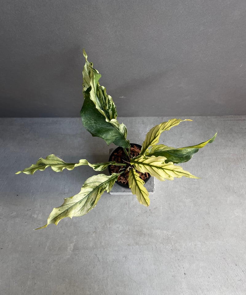 アンスリウム プロウマニー ミント 斑入 「Anthurium Plowmanii Mint