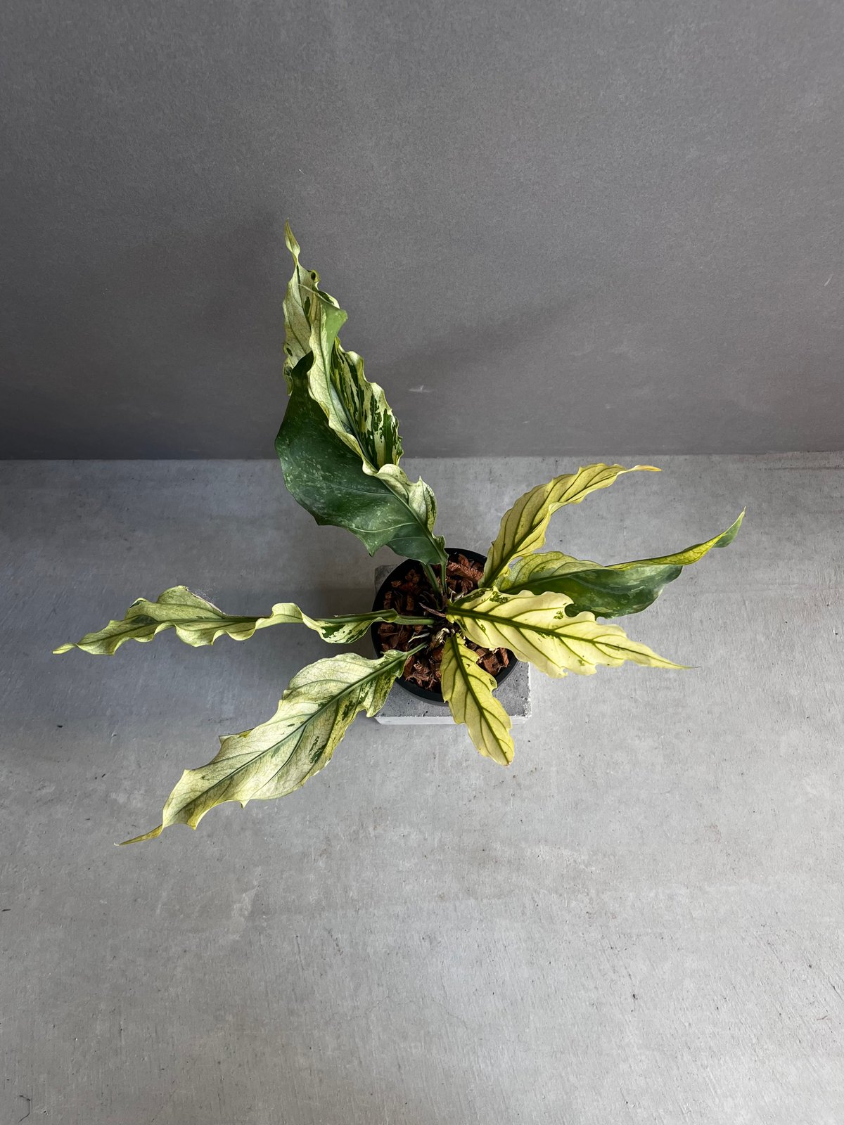 アンスリウム プロウマニー ミント 斑入 「Anthurium Plowmanii Mint