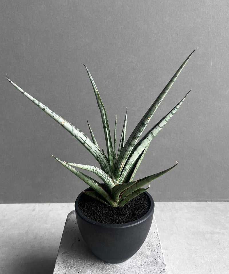 サンセベリア プラ カイ ケオ 「Sansevieria Pra Kay Kaow (by
