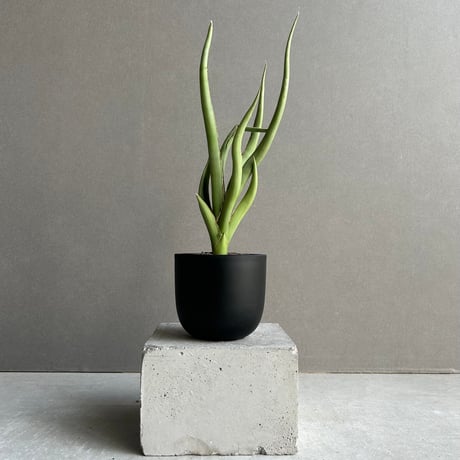 サンスベリア | STORES