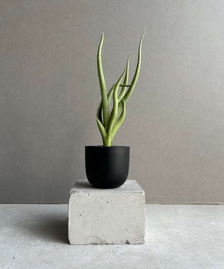 CATEGORY Plants | SHOUCHIKUEN