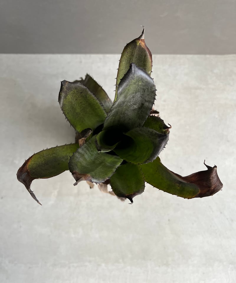 ホヘンベルギア レオポルド ホルスティ x sp 357 「Hohenbergia leopo