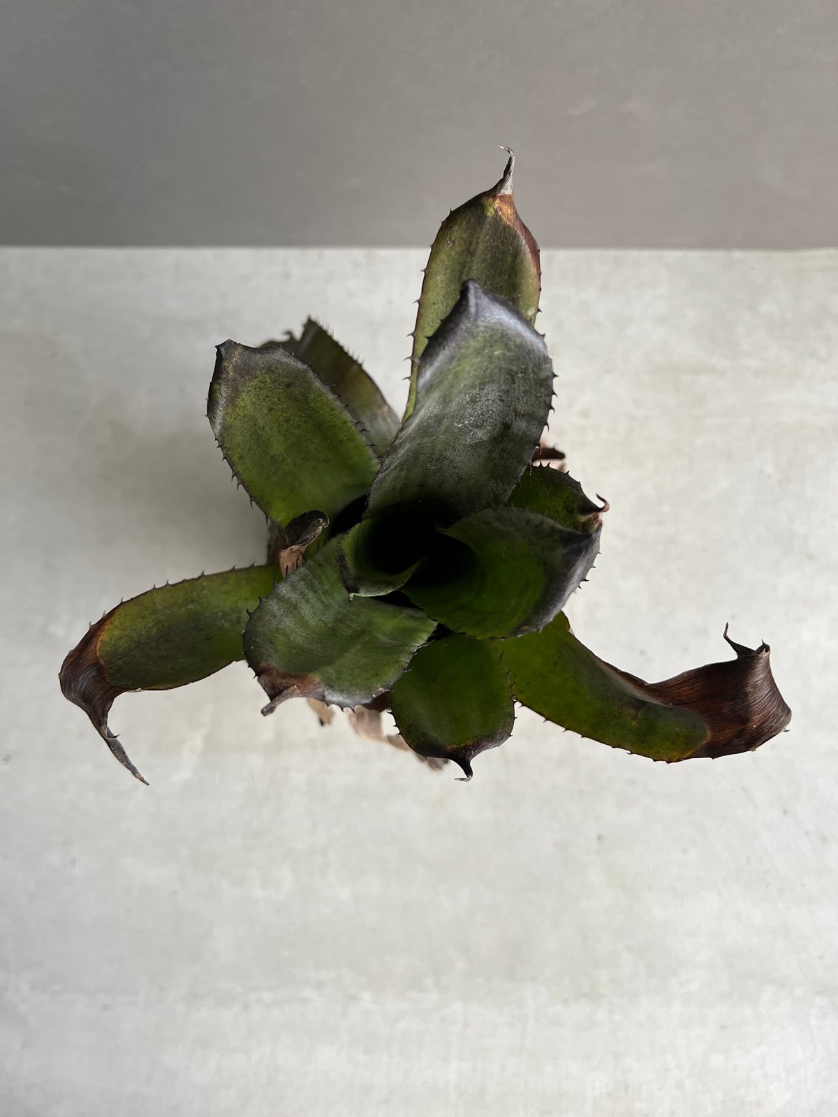 Hohenbergia sp. 357 × lh (black clone) 送料無料】Hohenbergia sp. 357 × leopoldo-horstii (black