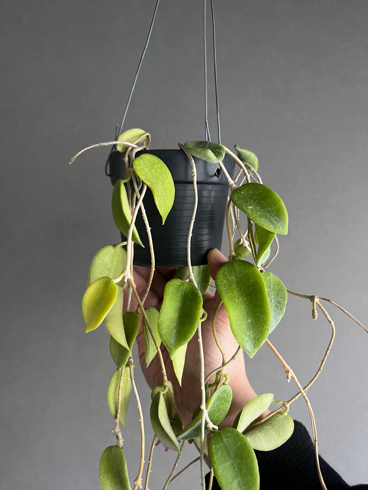 花座ありホヤ極美株 中苗トムソニー　ピンクHoya thomsonii pink fit=scale-down,w=1200