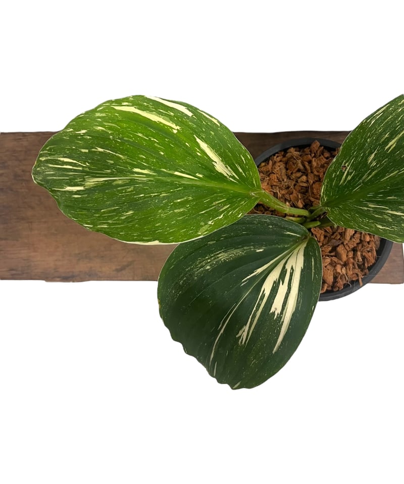 ケンフェリア sp. 斑入 「Kaempferia sp. Variegated」54V |