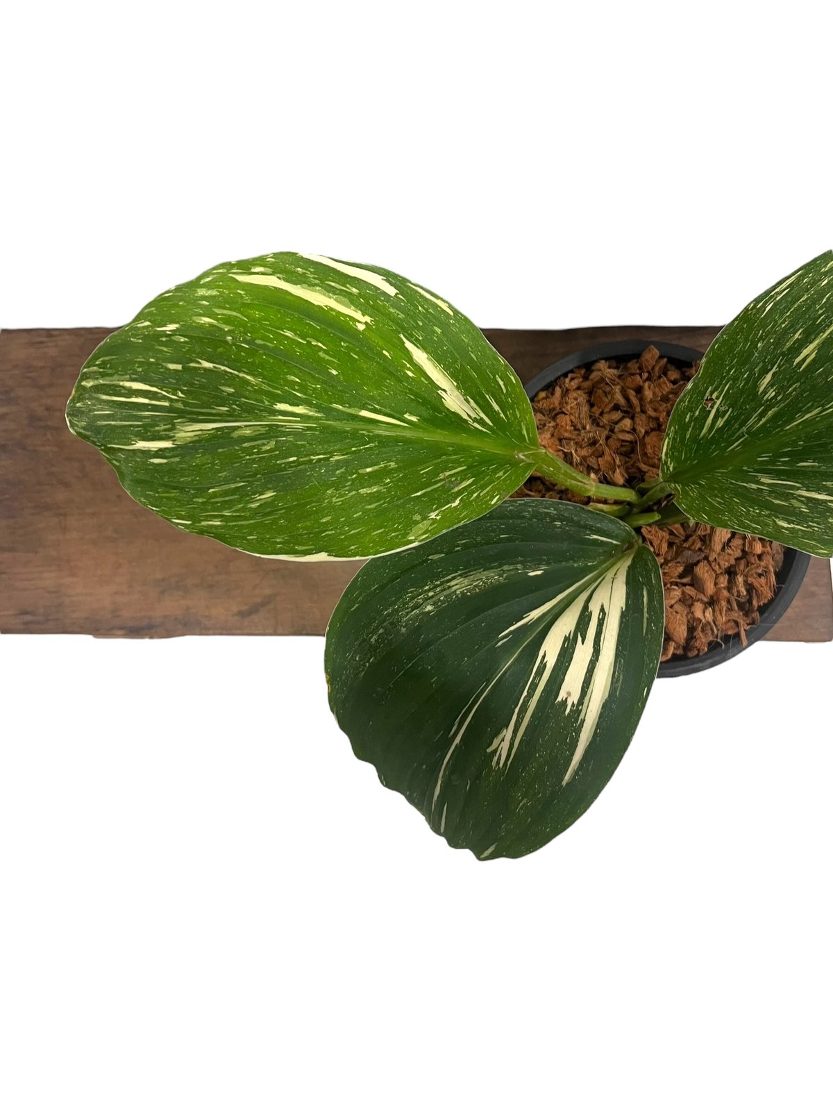 ケンフェリア sp. 斑入 「Kaempferia sp. Variegated」54V |