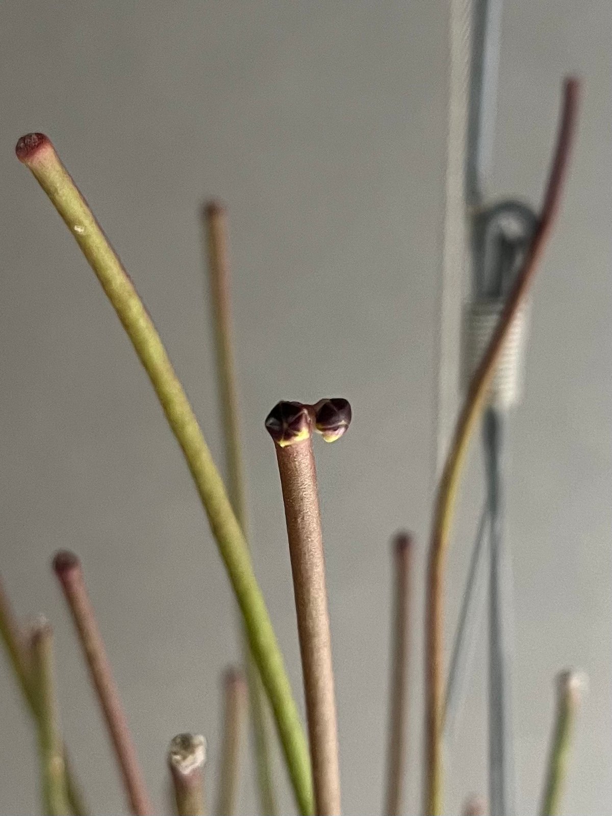 ホヤ スパルティオイデス ビック フラワー 「Hoya spartioides Big Flo