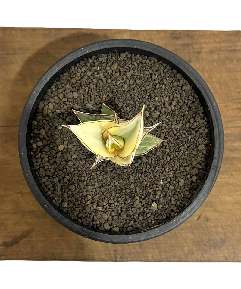 サンスベリア ピングイキュラ 斑入 S. Pinguicula Var サンセベリア ピングイキュラ 斑入 「 Sansevieria pinguicula Vari