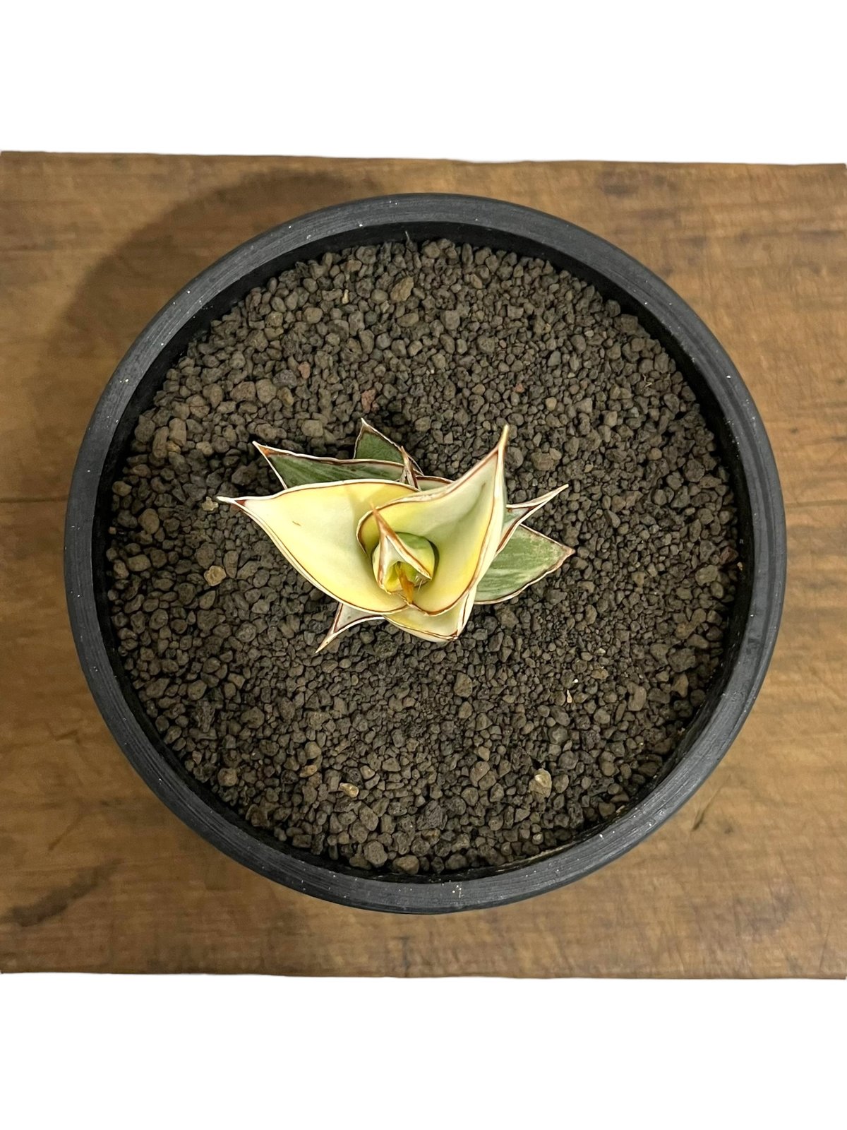 サンスベリア ピングイキュラ 斑入 S. Pinguicula Var サンセベリア ピングイキュラ 斑入 「 Sansevieria pinguicula Vari