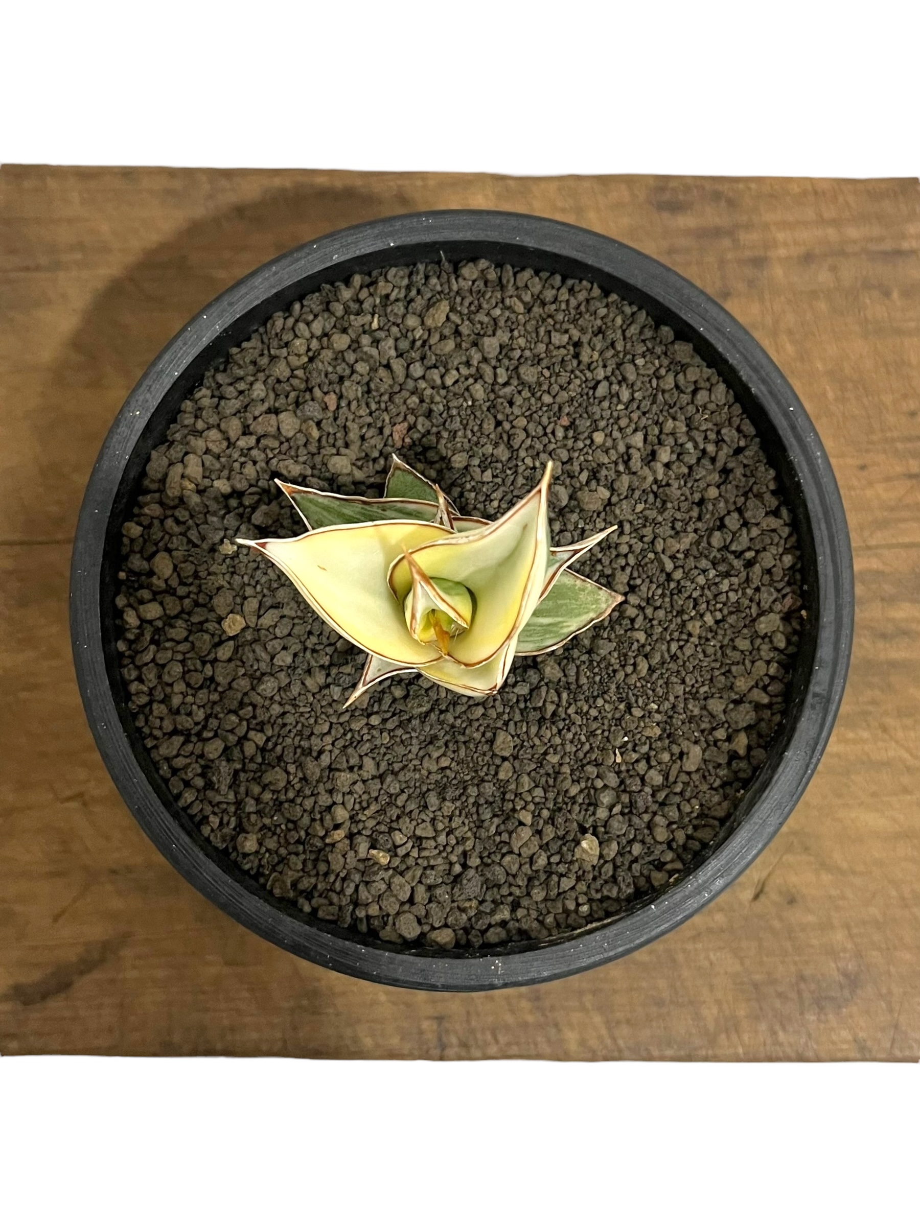 サンセベリア ピングイキュラ 斑入 「 Sansevieria pinguicula Vari