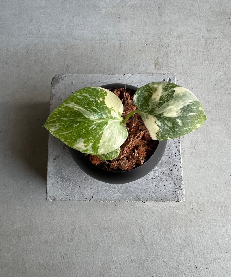 5株　モンステラ　クリームブリュレ① コレクション】モンステラ デリシオーサ 'タイコンステ