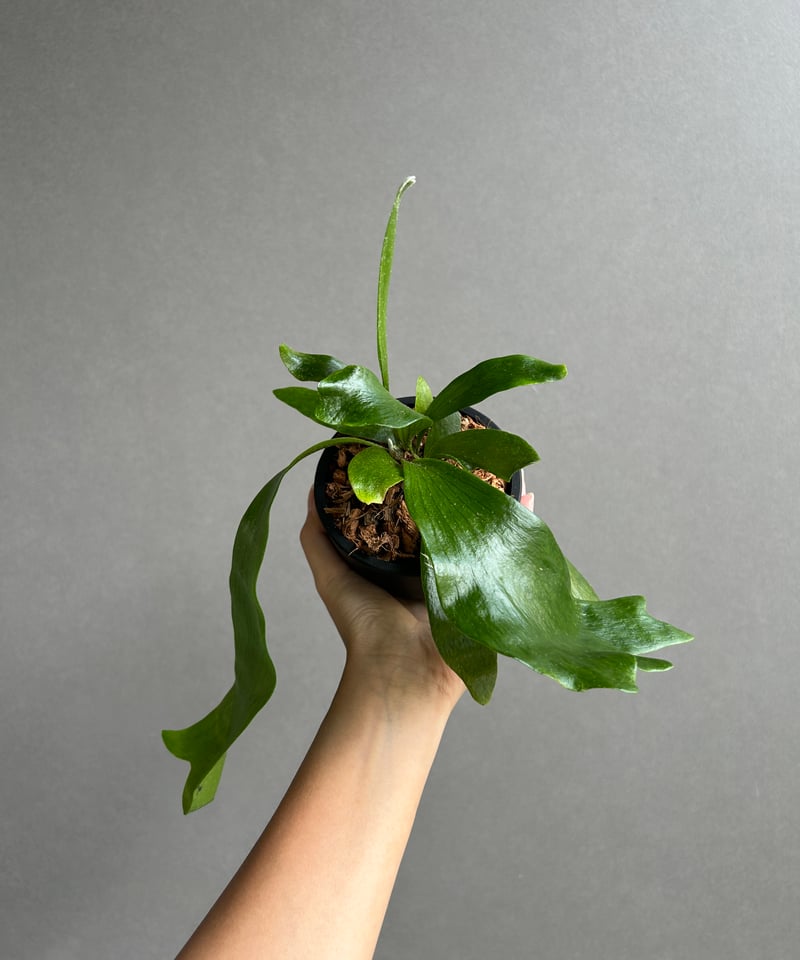 ビカクシダ　ghost ゴースト　子株 ビカクシダ ゴースト ハンズ 子株 (P. ウィリンキーx P