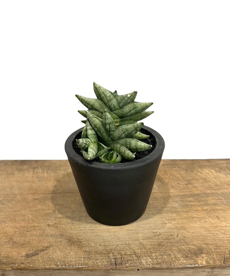 Sansevieria boncellensis mini (by Adisak) サンセベ