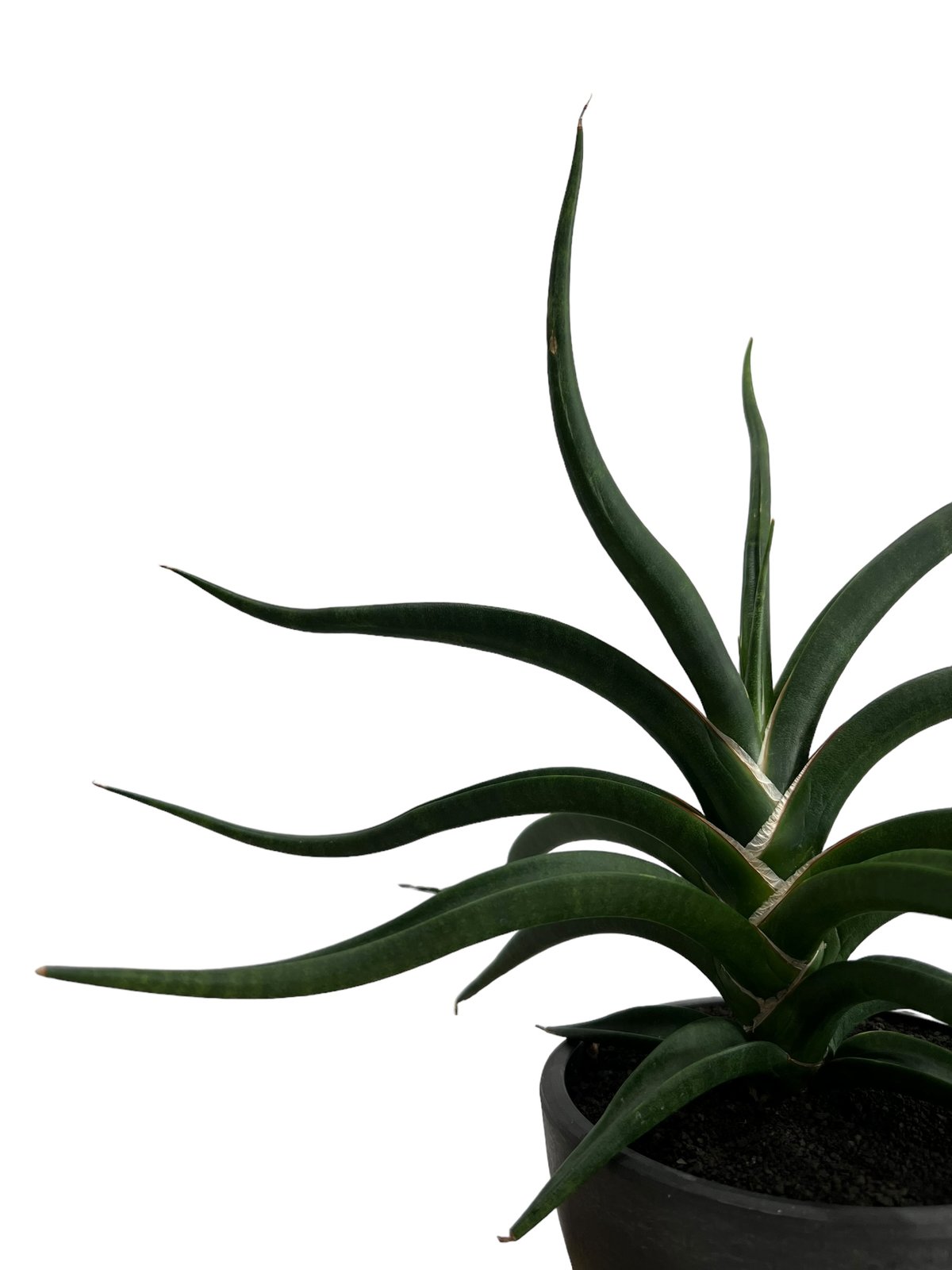 ペ*ン様 サンスベリア バオダム サンセベリア sansevieria baod fit=scale-down,w=1200