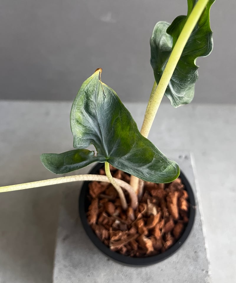 アロカシア フラミンゴ “変異種” 「Alocasia Flamingo “ Mutation