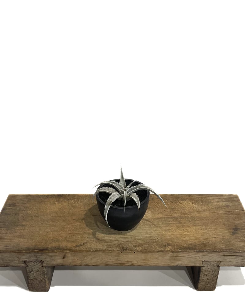 ディッキア マルニエルラポストレイ オオスミ 連棘 dyckia ohsumi ディッキア・マルニエルラポストレイ・ピンクスパイン：Dyckia