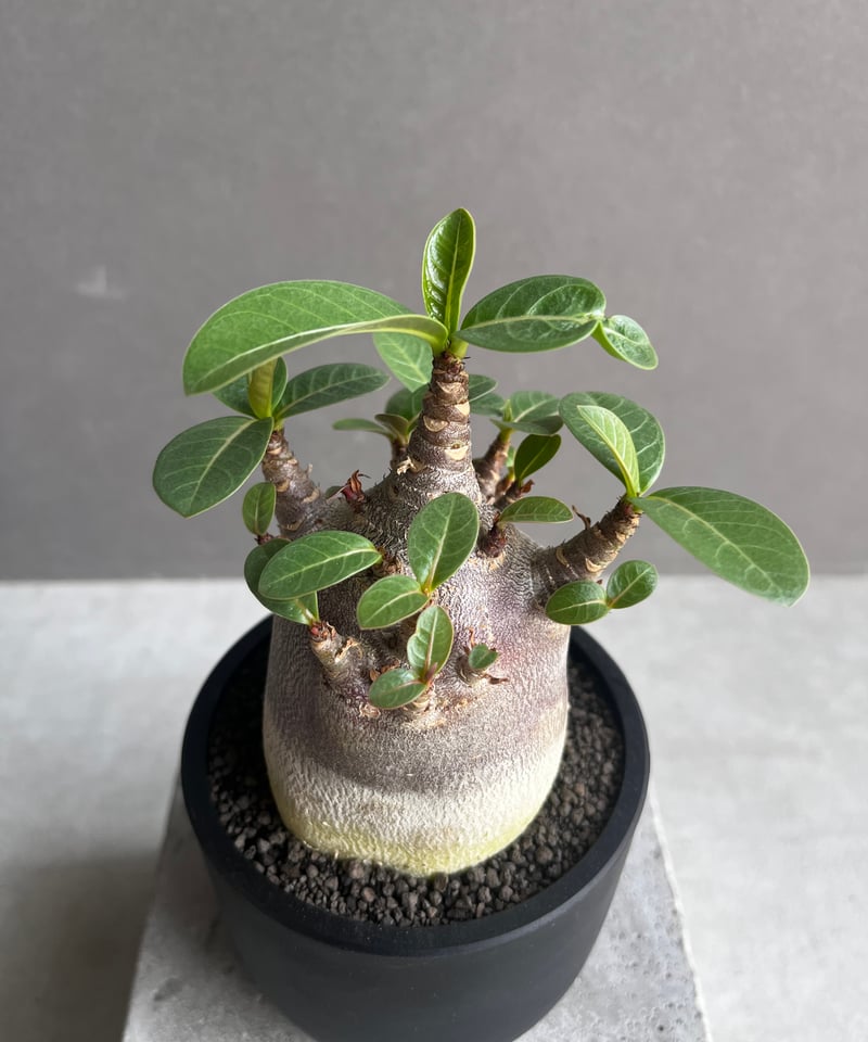 アデニウム アラビカム スーパー ドワーフ “ブラック” 「Adenium