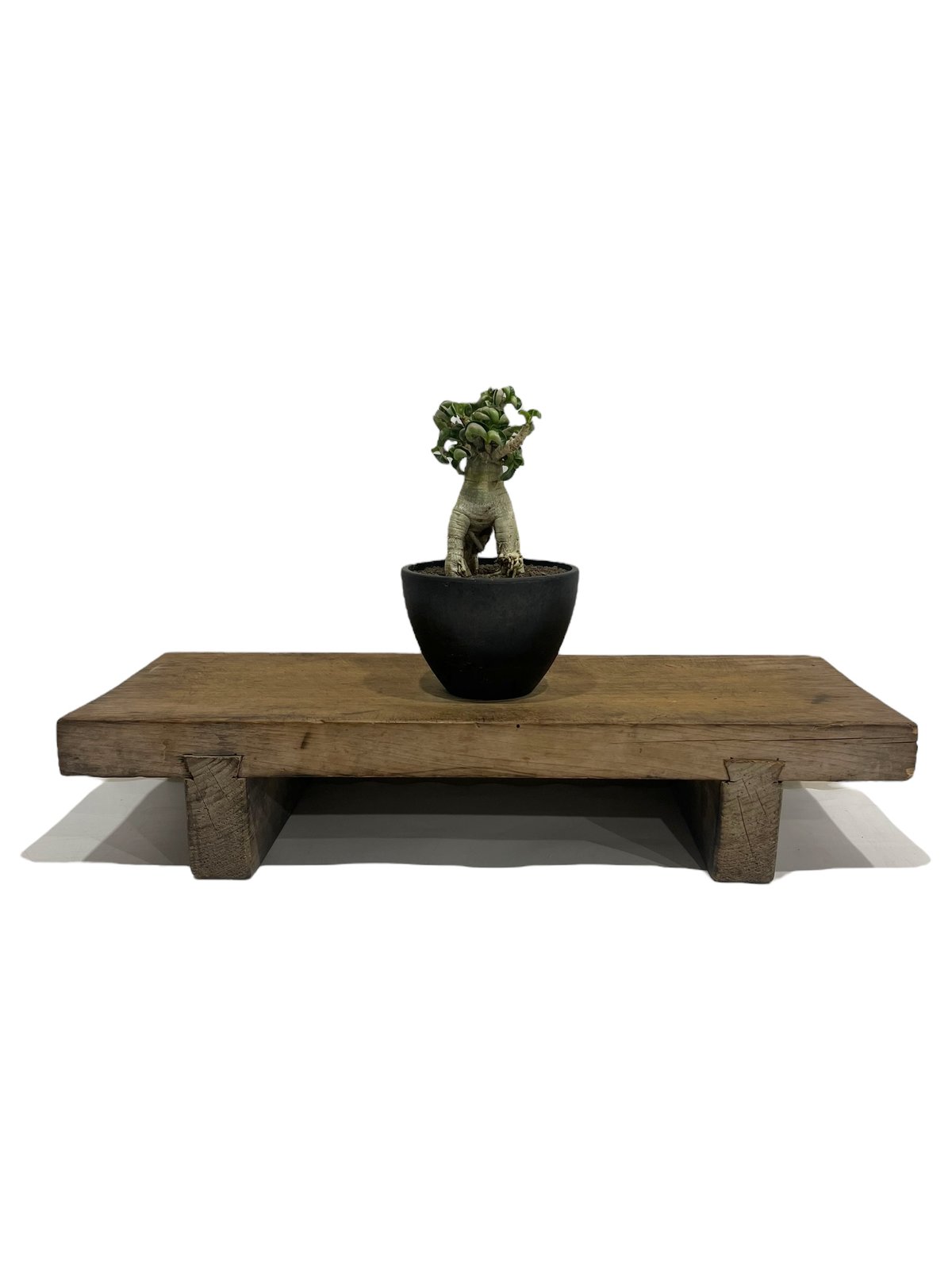 アデニウム D.H.A (獅子葉) スモールリーフ'選抜個体' 「Adenium