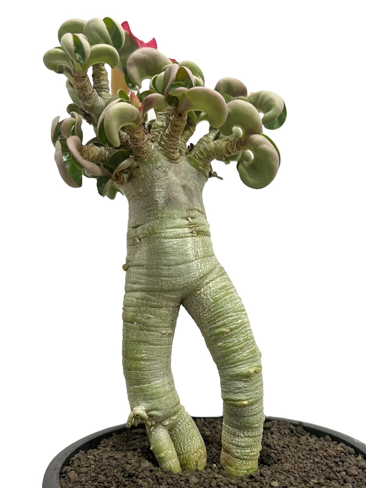 アデニウム D.H.A （獅子葉）”選抜個体' 「Adenium D.H.A (Dorset