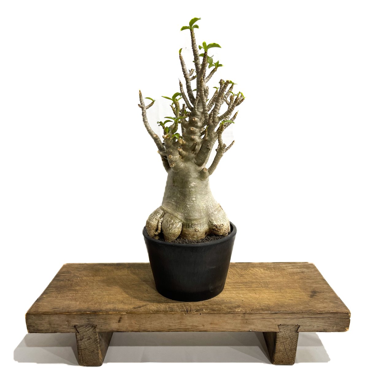 【極美株】アデニウム ソコトラナム 選抜株/ Adeniumsocotranu 極美株】アデニウム ソコトラナム 選抜株/ Adeniumsocotranu