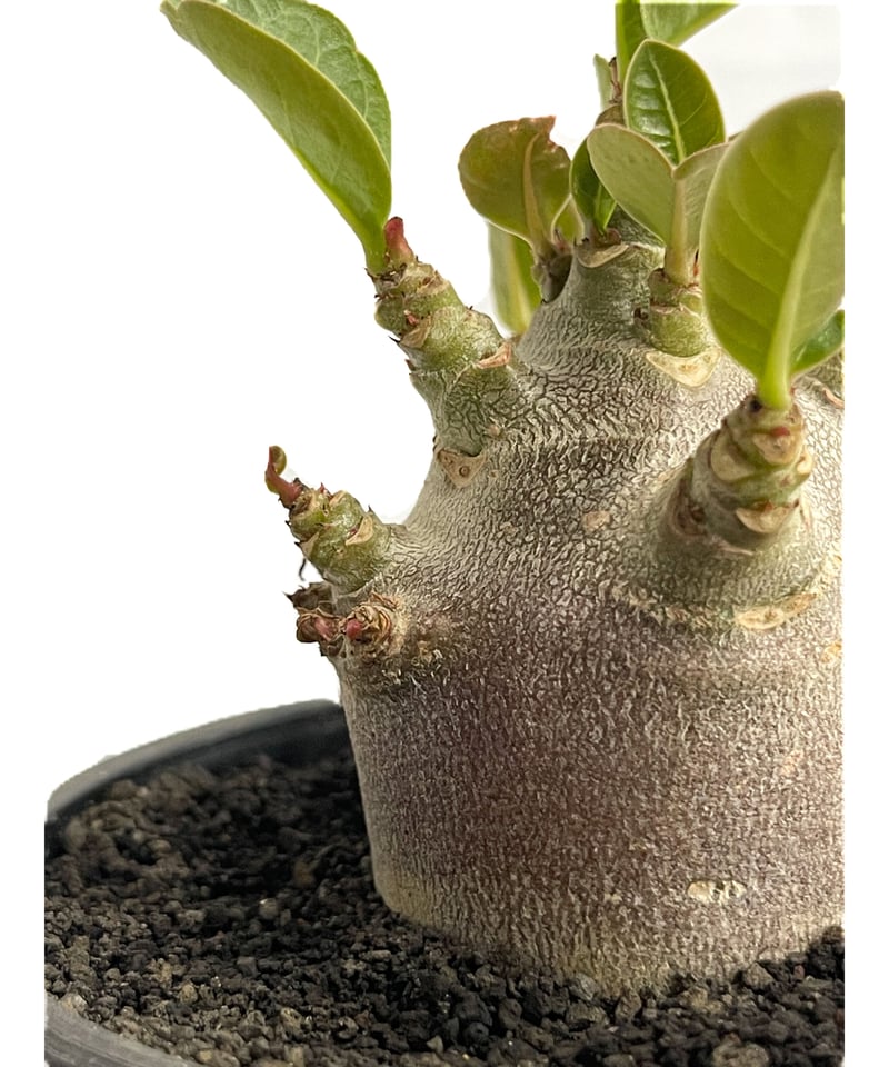 アデニウム アラビカム ドワーフ “ブラック”「adenium arabicum Dwar...