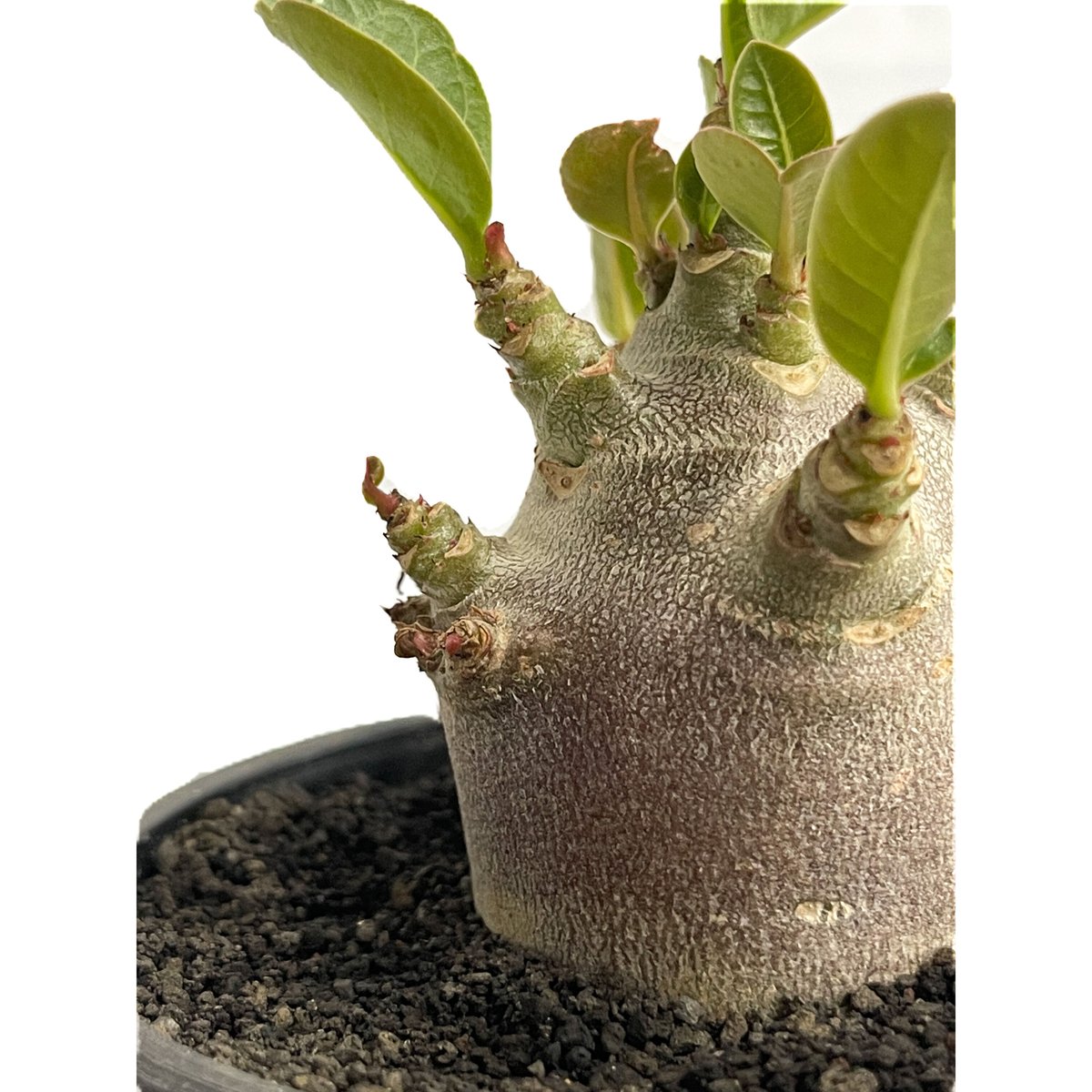 アデニウム アラビカム ドワーフ “ブラック”「adenium arabicum Dwar...