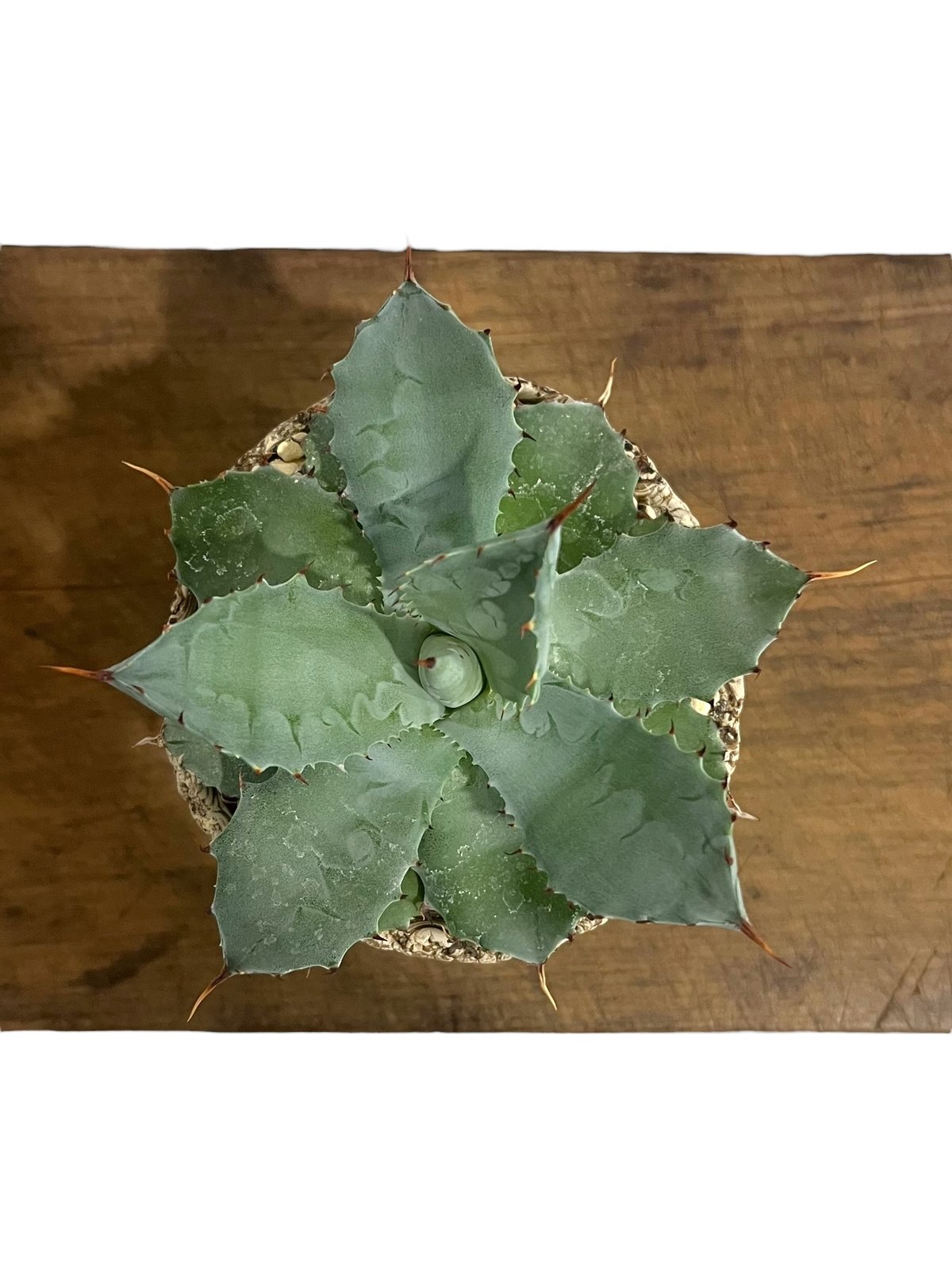 アガベ FIP ハイブリッド + plantsmonsters pot 「Agave FIP