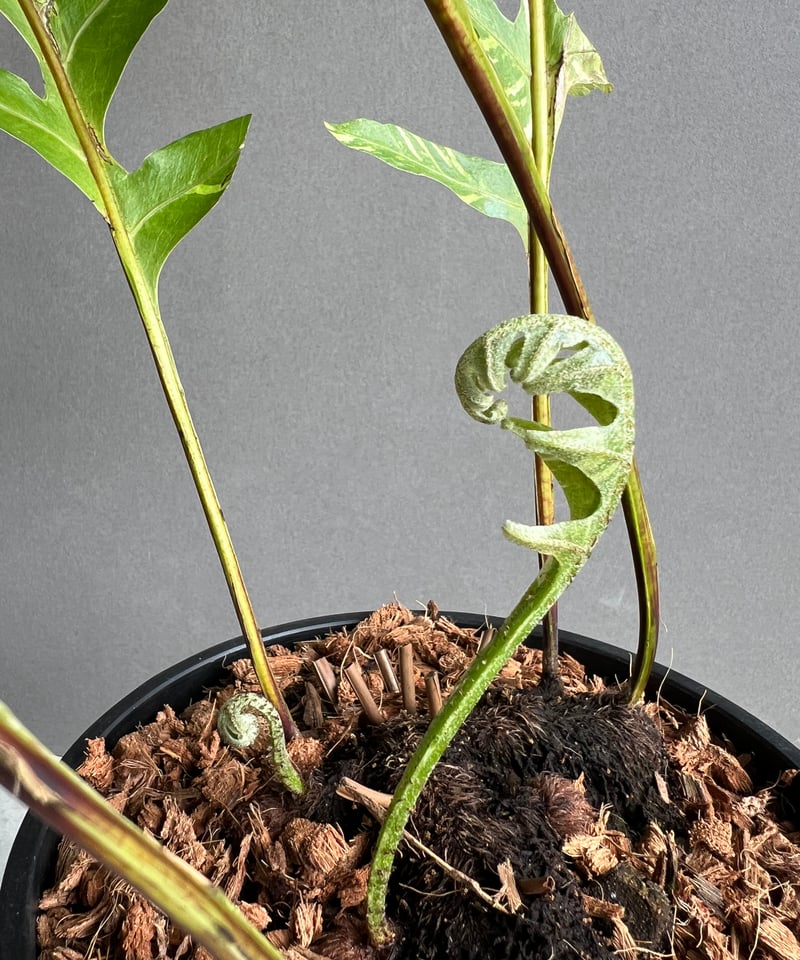 【極上斑】ドリナリア　クエルシフォリア　斑入り① 極上斑】ドリナリア クエルシフォリア 斑入り①