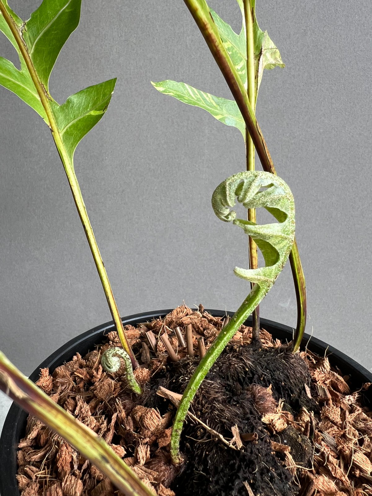 ドリナリア クエルシフォリア 斑入 「Drynaria quercifolia Variega