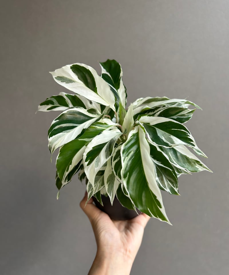 カラテア ホワイト フュージョン「Calathea 'White Fusion'」54L |
