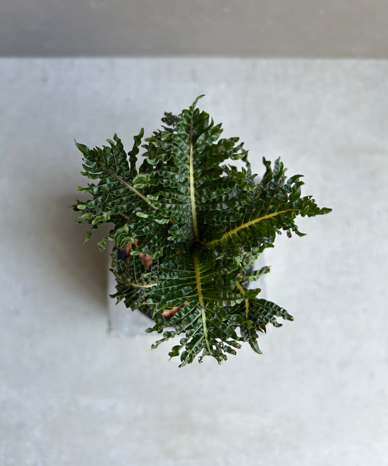 ブレクナム ギッバム ドワーフ 「Blechnum gibbum Dwarf 」91H | S
