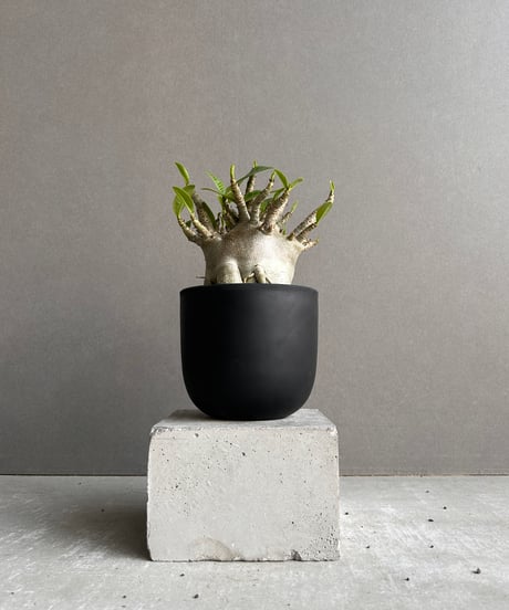 【goodtaniku】雲南実生 黑王2世 活着 鉢ごと発送 鉄鉢 急須 底網 (黒練) - 南景製陶園 – FAR EAST TEA COMPANY