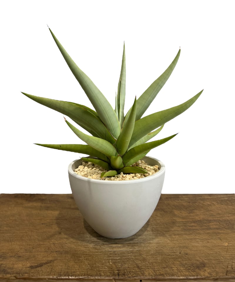 サンセベリア チャニン(by アンヤマニー ガーデン) 「Sansevieria