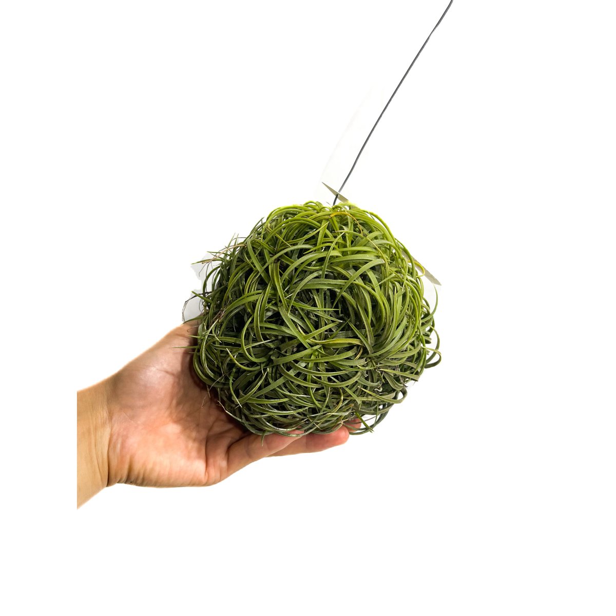 ティランジア イオナンタ ドゥルイド ボールタイプ「Tillandsia