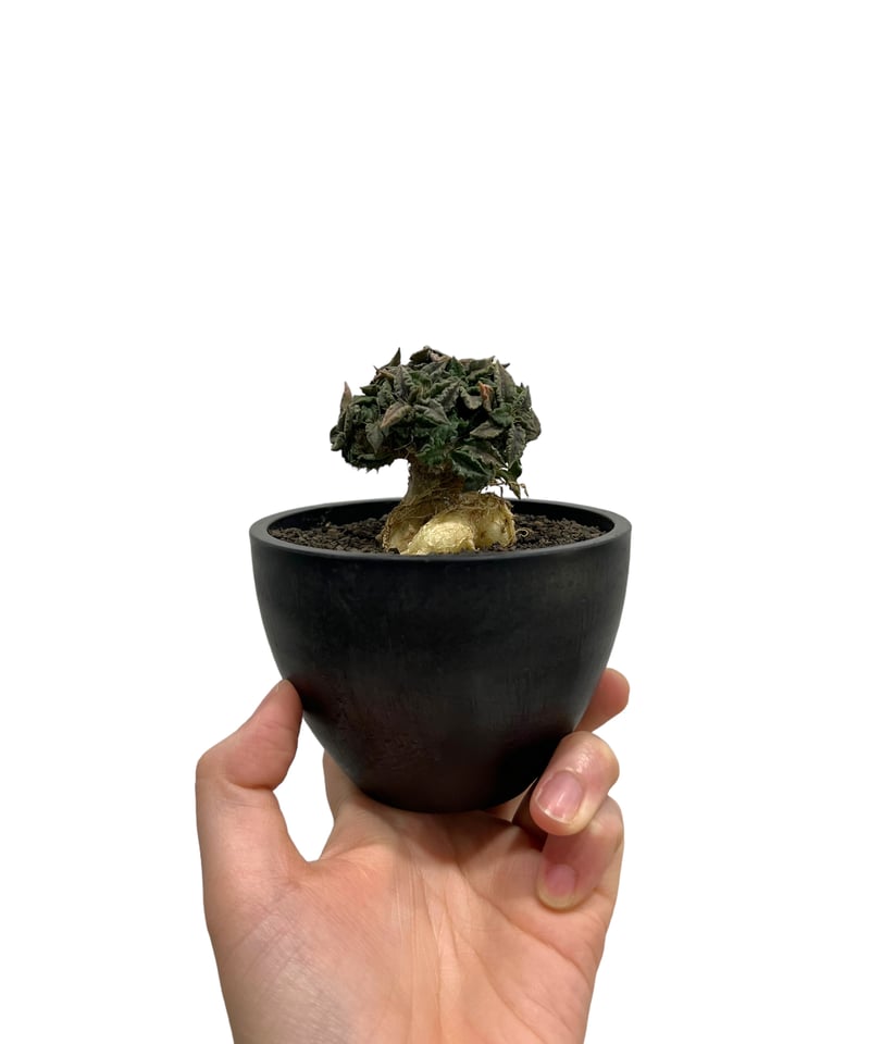 ユーフォルビア トゥレアレンシス (実生苗) 「Euphorbia ユーフォルビア トゥレアレンシス (実生苗) 「Euphorbia