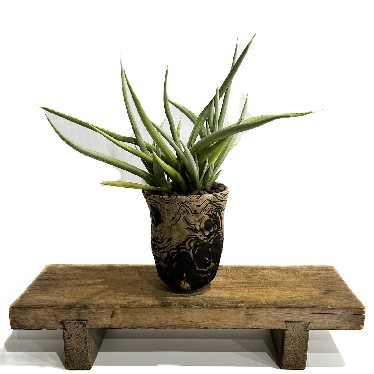 サンセベリア ダンシング ドラゴン +pmp「Sansevieria Dancing サンセベリア ダンシング ドラゴン +pmp「Sansevieria Dancing