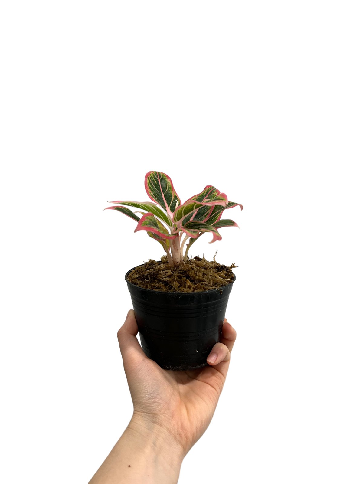 h*i様 【veil plants】アグラオネマ　ロータスデライト Amazon｜アグラオネマ ロータス デライト「Aglaonema Lotus